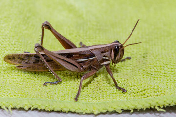 Closeup of brown grasshopper