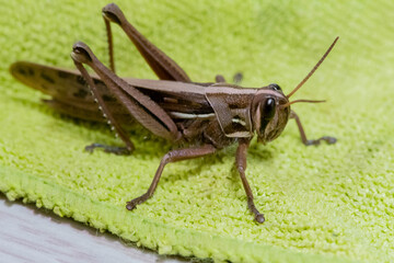 Closeup of brown grasshopper