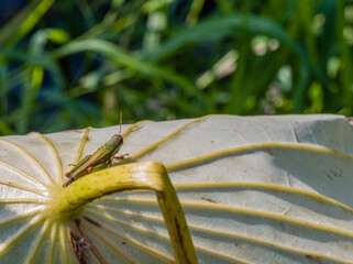 Grasshopper on large leaf