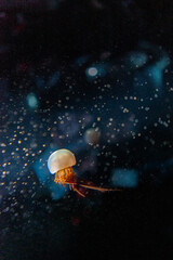 Obraz na płótnie Canvas Close-up Of Jellyfish In Sea