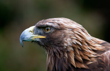 Golden Eagle head portrait