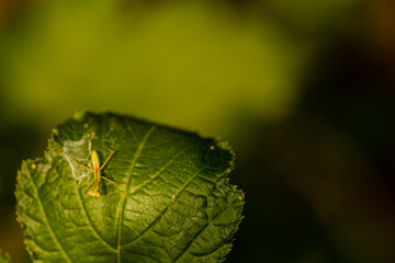 Closeup of baby praying mantis posing for camera