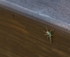 Light brown  spider on wooden fence rail