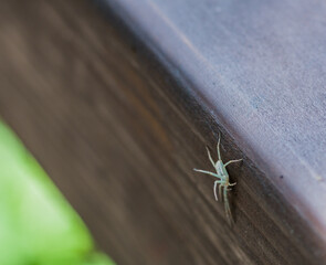 Light brown spider on wooden fence rail