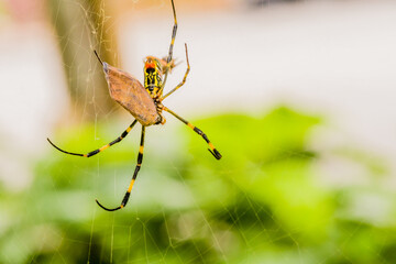 Banana Spider feeding on moth