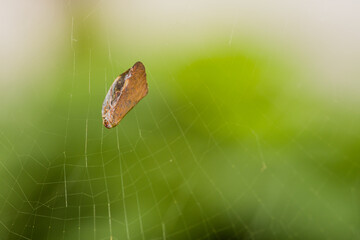 Partially cocooned brown moth
