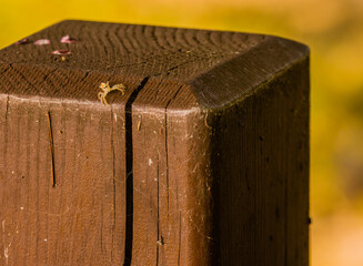 Jumping spider with translucent body