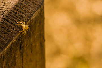 Jumping spider with translucent body