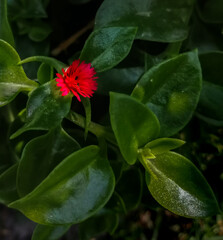 pequeña flor roja con plantas verdes