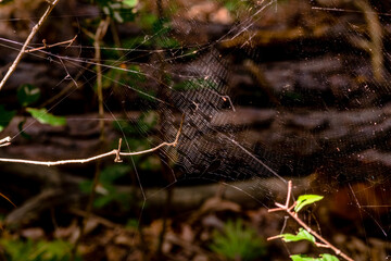 Spiderweb catching light of the sun
