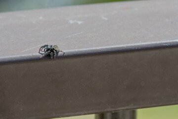 Macro of small black jumping spider