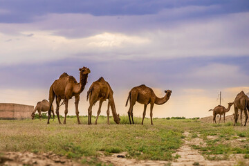 Camels in the pasture. Storm clouds in the sky. Camels graze in the semi-desert. Summer steppe landscape before the rain. Pastures. Semi desert with camel grass.