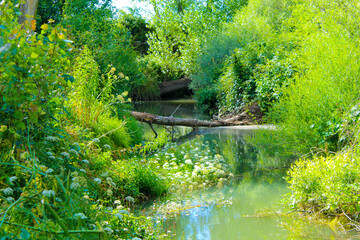 bridge in the park
