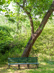 A wooden park bench in Frick Park on a sunny summer day, Pittsburgh, Pennsylvania, USA