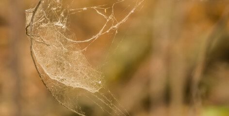 Closeup of spider web shaped like a cup