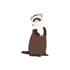 Ferret  Illustration
