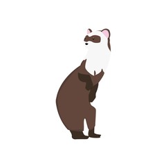 Ferret  Illustration