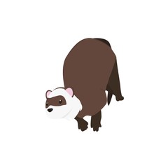 Ferret   Illustration