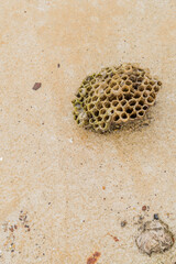 Wasp nest on sidewalk