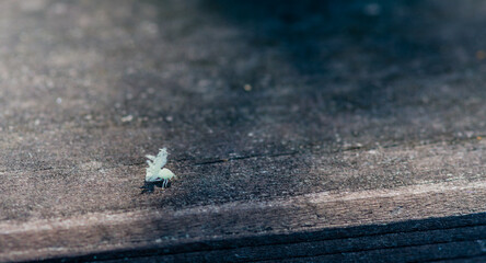 Beautiful Ricaniidae Planthopper nymph