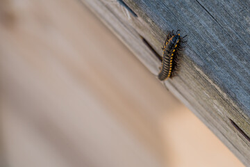 Black centipede on wooden tabletop