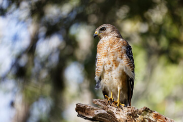 A beautiful Red-shouldered Hawk (Buteo lineatus) perches on a dead tree limb as sunset approaches. 