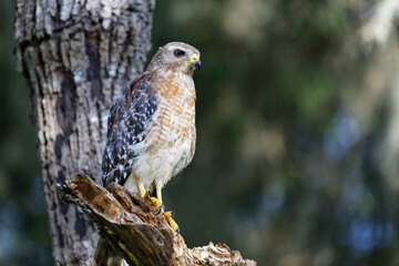 A beautiful Red-shouldered Hawk (Buteo lineatus) perches on a dead tree limb as sunset approaches. 
