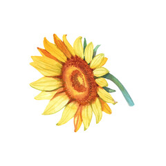Sunflower isolated on a white background. Watercolor hand drawn illustration.