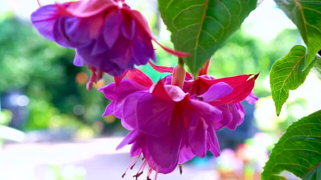 Springtime garden with macro close up of large hybrid pink and purple fuchsia flowers.