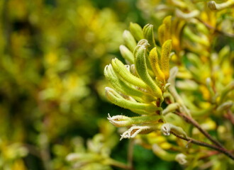Tiny flowers of Kangaroo-Paws 'Big Roo Yellow'