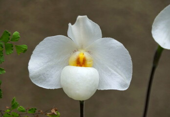 Fototapeta na wymiar Beautiful Paphiopedilum 'Armeni White' orchid flower