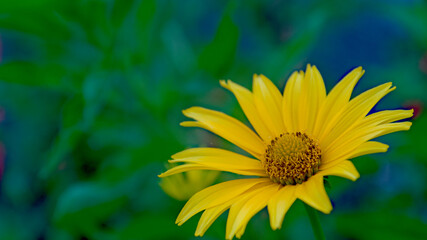 道端の小さな黄色い花