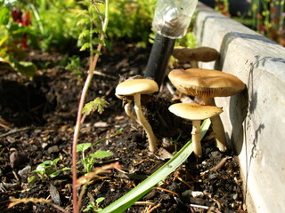 Garden mushrooms