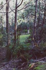 wild bush landscape with lush and thick vegetation in Myrtle Falls in Tasmania