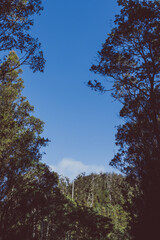 Obraz premium wild bush landscape with lush and thick vegetation in Myrtle Falls in Tasmania