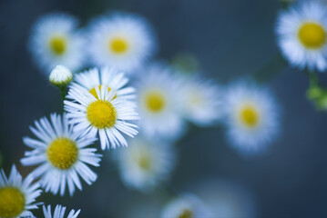 白い花に青い背景