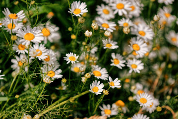 Full bloom of camomile or chamomile flowers. Daisy flower.