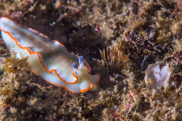 アワシマオトメウミウシ、 van Hasselt, 1824。三重県尾鷲市