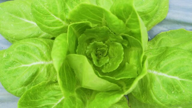 Top view, fresh and organic green cos growing in the glasshouse. Greenhouse nursery. Success business, production process salats and vegetables in the greenhouse. Close-up