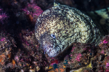 可愛いウツボ (Gymnothorax kidako) の顔。三重県尾鷲市。