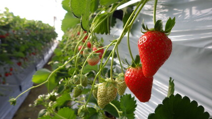 Ripe strawberries in the field