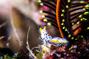 ニッポンニセツノヒラムシ (Pseudoceros nipponicus Katô, 1944) 、クローズアップ。三重県尾鷲市