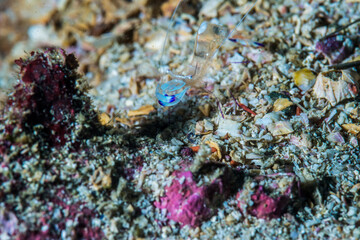 オドリカクレエビ (periclimenes magnificus) 、英語名のアネモネシュリンプと呼ばれることも。三重県尾鷲市