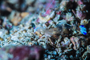 オドリカクレエビ (periclimenes magnificus) 、英語名のアネモネシュリンプと呼ばれることも。三重県尾鷲市