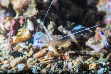 オドリカクレエビ (periclimenes magnificus) 、英語名のアネモネシュリンプと呼ばれることも。三重県尾鷲市