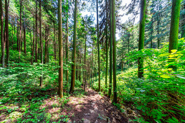 Fototapeta premium 【エコイメージ】マイナスイオンたっぷりな森林