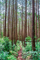 Obraz premium 【エコイメージ】マイナスイオンたっぷりな森林