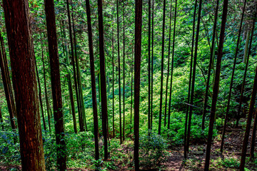 Fototapeta premium 【エコイメージ】マイナスイオンたっぷりな森林