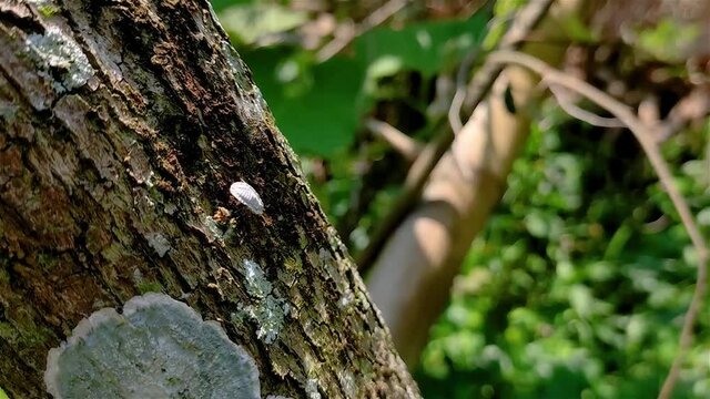 Pseudococcus is a genus of unarmoured scale insects in the family Pseudococcidae, the mealy bugs. There are more than 150 species of Pseudococcus.