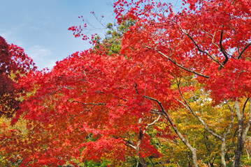 紅葉　素材